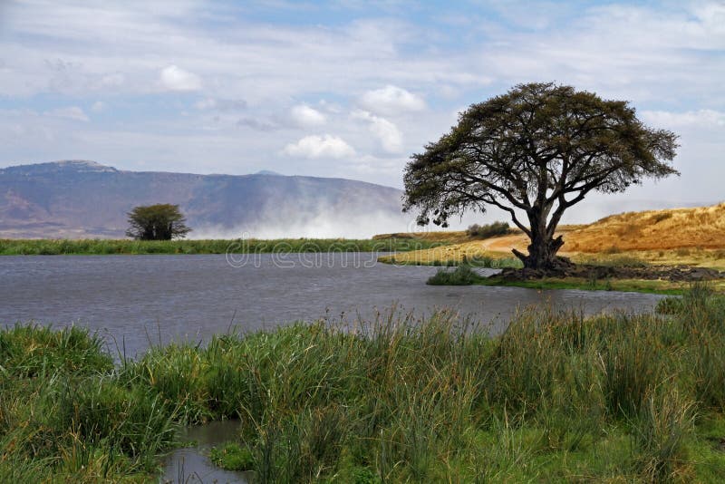 A watering hole in the Ngorongoro crater of Tanzania, Africa. A watering hole in the Ngorongoro crater of Tanzania, Africa.