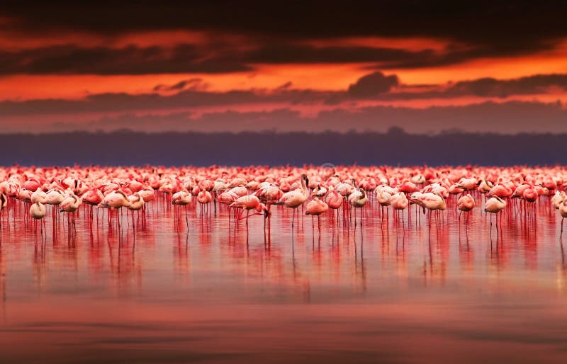 Afrikanische Flamingos auf Sonnenuntergang
