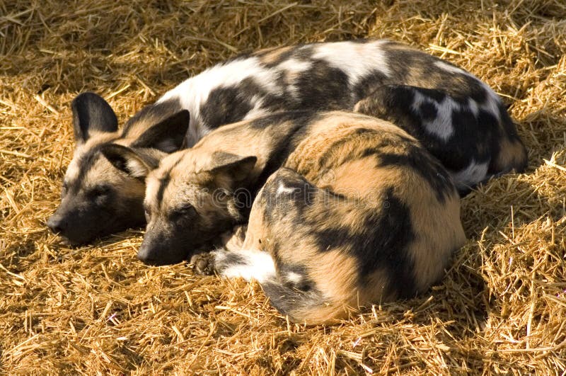 Afrikanische Jagd-Hunde stockfotos