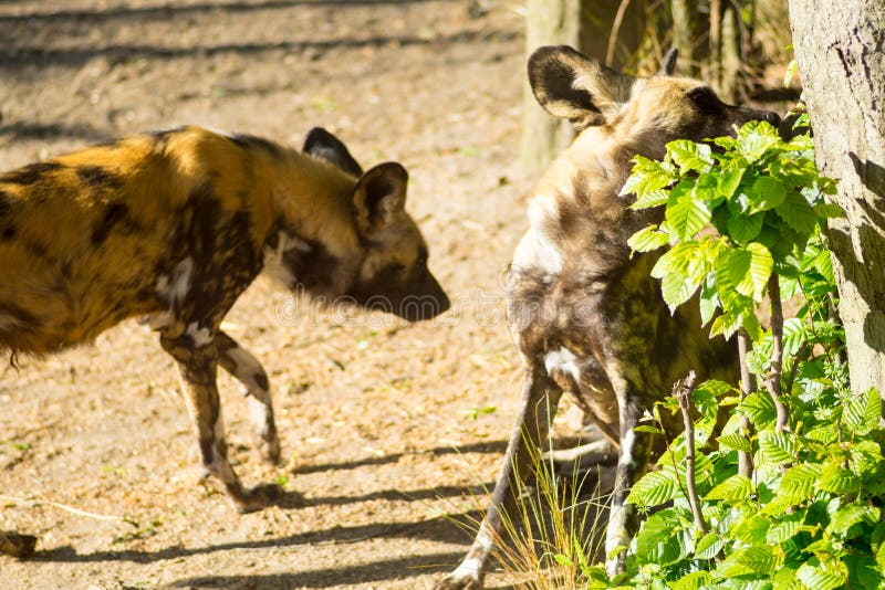 Afrikanische JagdHunde stockbild. Bild von afrikanisch 1962043