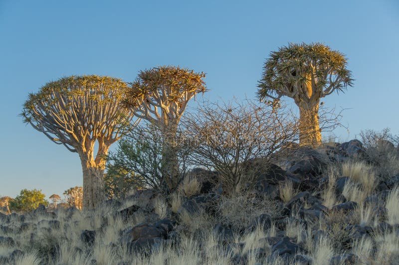 Afrikanische Landschaften - Beben-Baum-Wald Namibia stockbild Afrikanische Landschaften - Beben-Baum-Wald Namibia stockbild