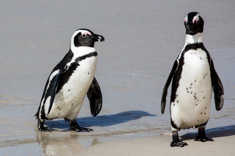 Afrikanische Pinguine am Seeufer stockbild Afrikanische Pinguine am Seeufer stockbild