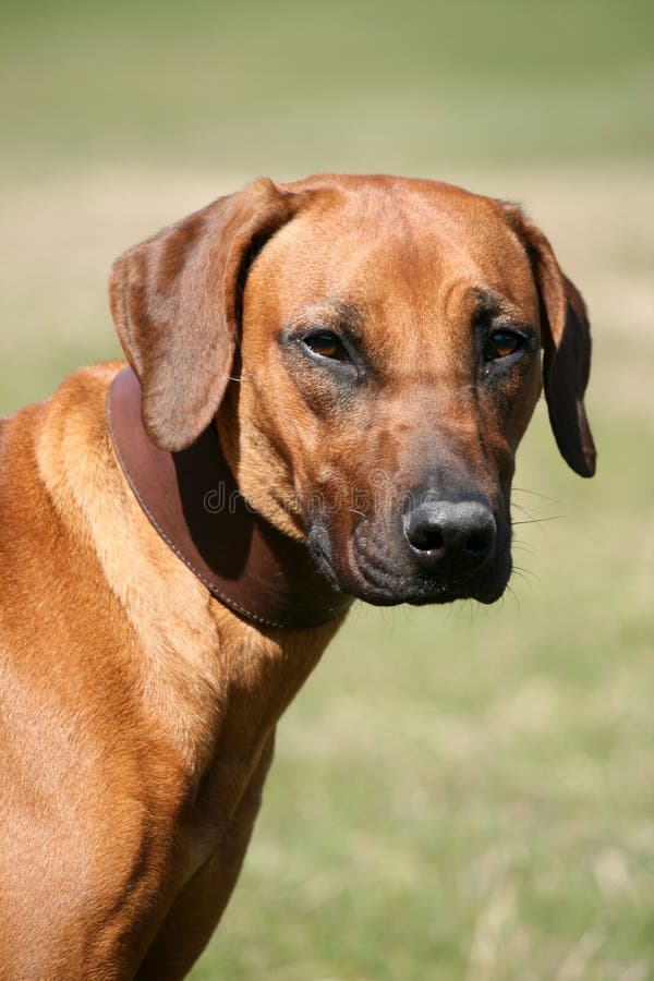 A young Rhodesian Ridgeback female. A young Rhodesian Ridgeback female