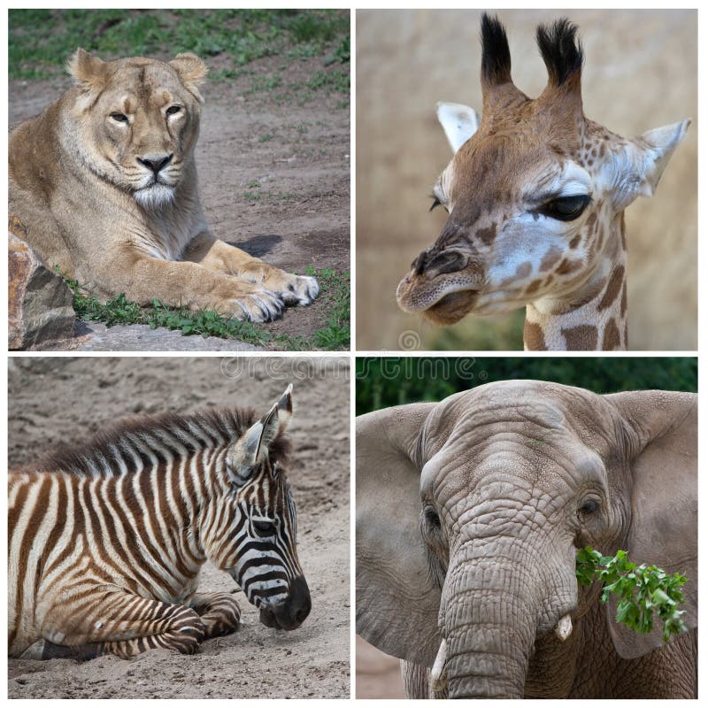 Afrikanische Tiere lizenzfreies stockbild Afrikanische Tiere lizenzfreies stockbild