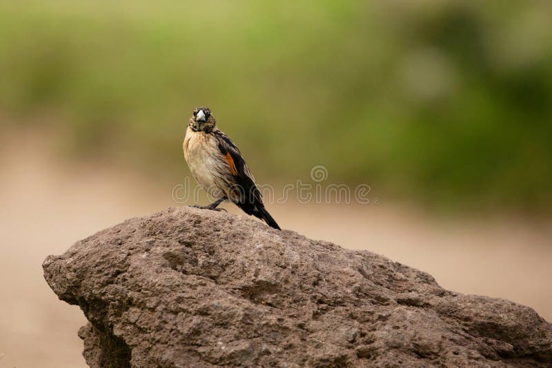 Afrikanische Tiere in der Natur stockfotografie