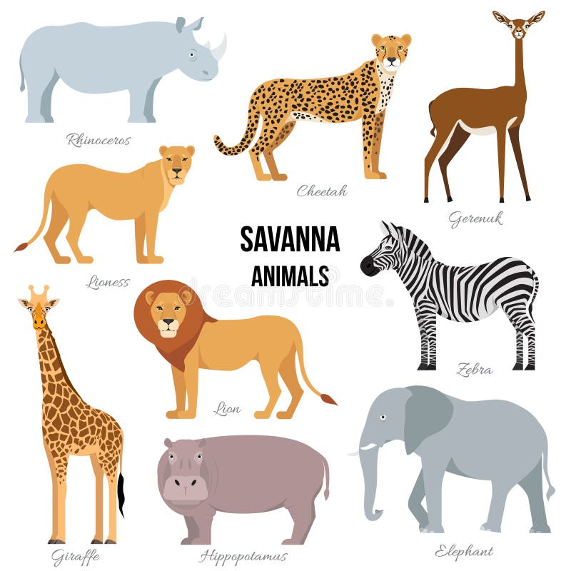 Afrikanische Tiere des Savannenelefanten, Nashorn, Giraffe, Gepard, Zebra, Löwe, Flusspferd Auch im corel abgehobenen Betrag lizenzfreie abbildung Afrikanische Tiere des Savannenelefanten, Nashorn, Giraffe, Gepard, Zebra, Löwe, Flusspferd Auch im corel abgehobenen Betrag lizenzfreie abbildung