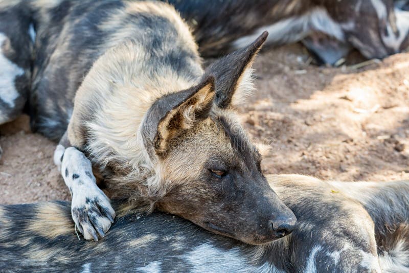 Afrikanische JagdHunde stockbild. Bild von checkered 106868163