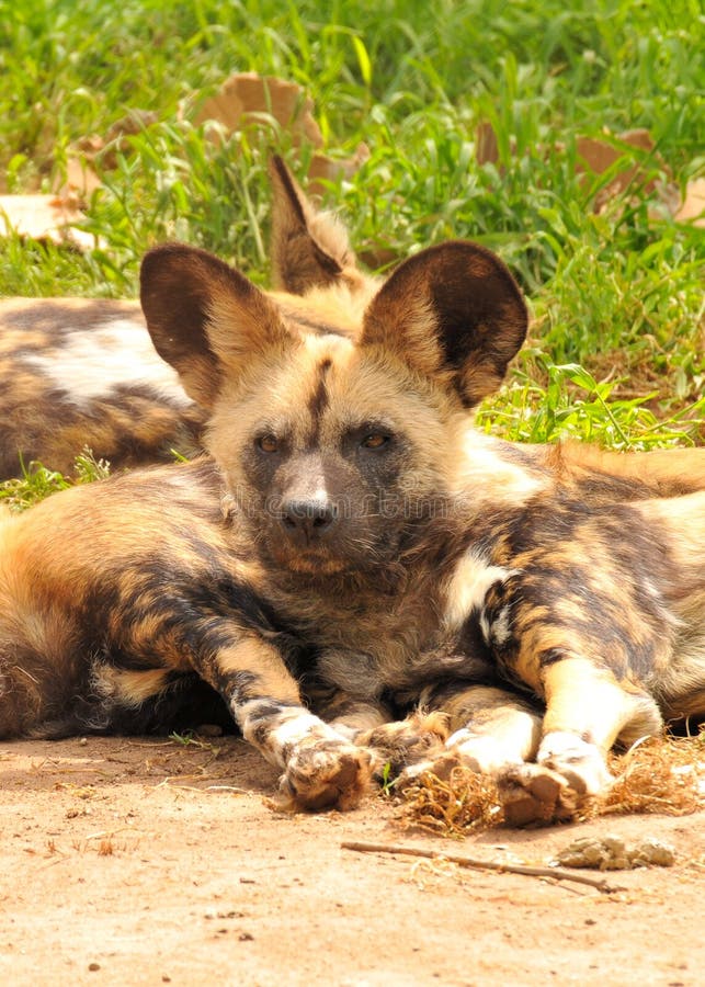 Familie Der Afrikanischen Wilden Hunde Stockbild Bild von welpe