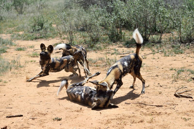 Afrikanische wilde Hunde stockbild. Bild von hunde, gras 67200165