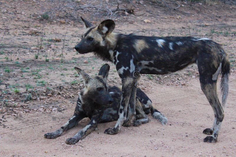 Afrikanische wilde Hunde stockfoto. Bild von hunde, haar 68843158