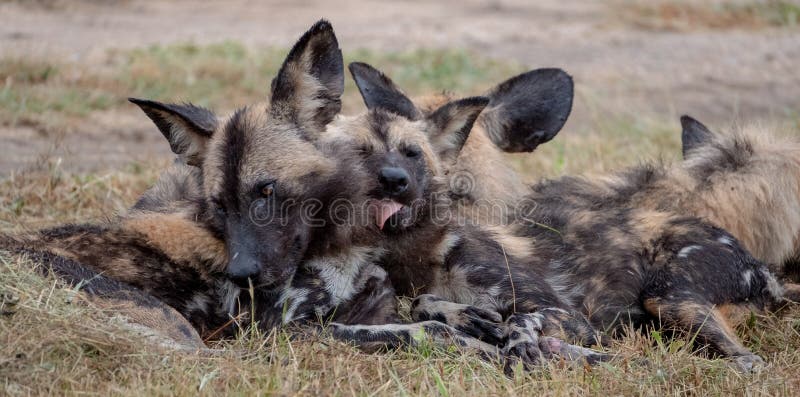 Afrikanische Wilde Hunde, Teil Eines Gr??eren Satzes Bei Sabi Sands