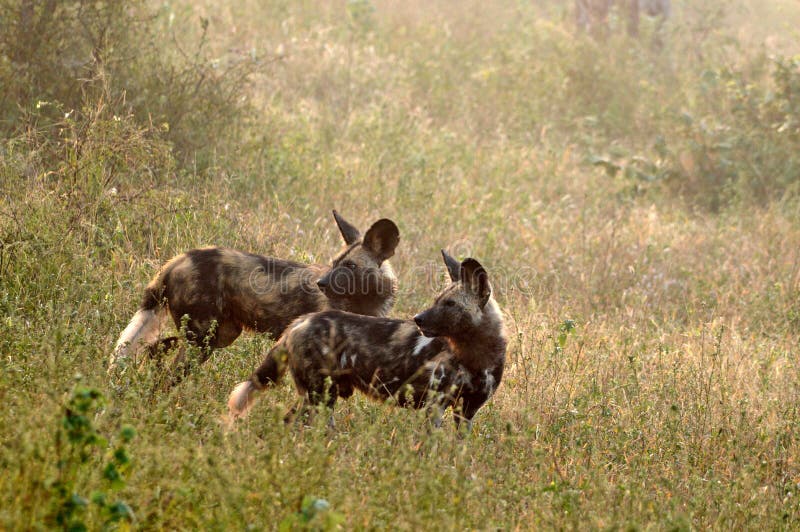 Gemalte JagdHunde stockbild. Bild von jagd, tiere, afrika 19120861