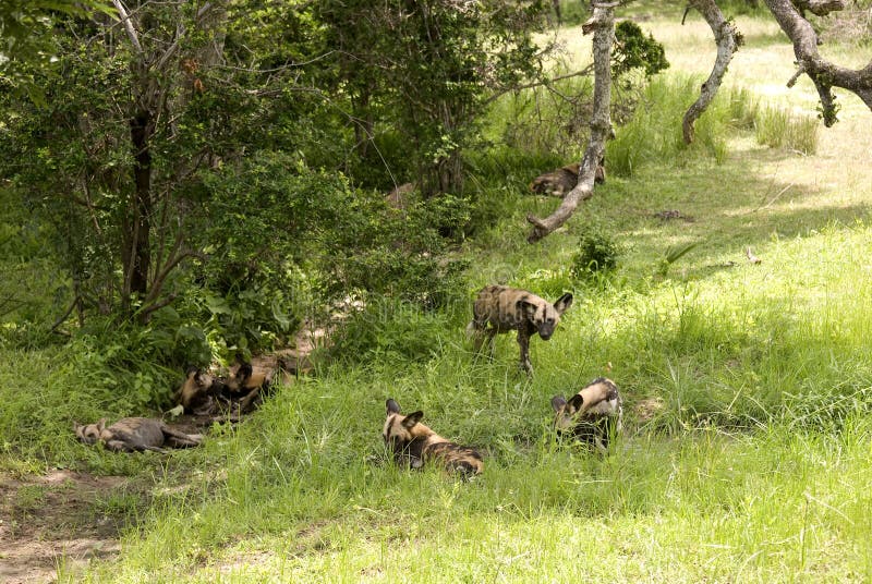 Afrikanische Wilde Hunde, Selous Nationalpark, Tanzania Stockbild