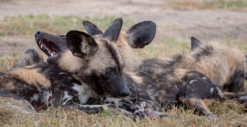 Afrikanische Wilde Hunde, Teil Eines Gr??eren Satzes Bei Sabi Sands