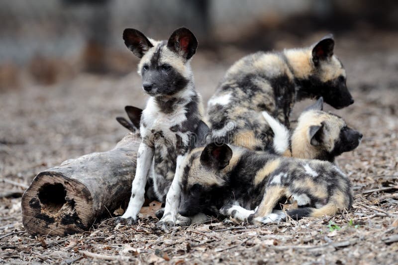 Familie Der Afrikanischen Wilden Hunde Stockbild Bild von welpe