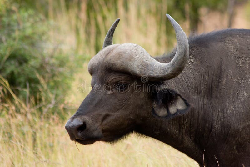 Afrikanischer Büffel stockbilder Afrikanischer Büffel stockbilder