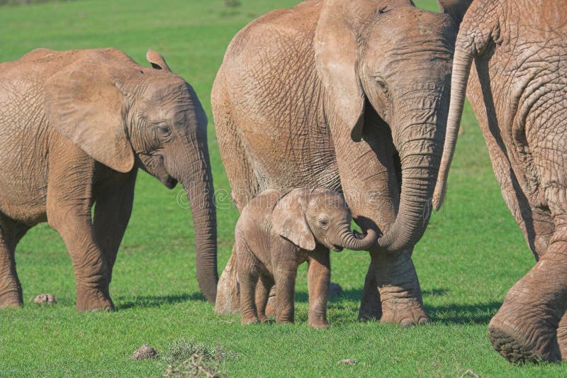 Afrikanischer ElefantFamilie Stockfoto Bild von safari, schätzchen