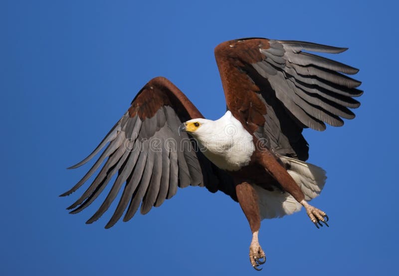 Afrikanischer Fisch-Adler stockbilder