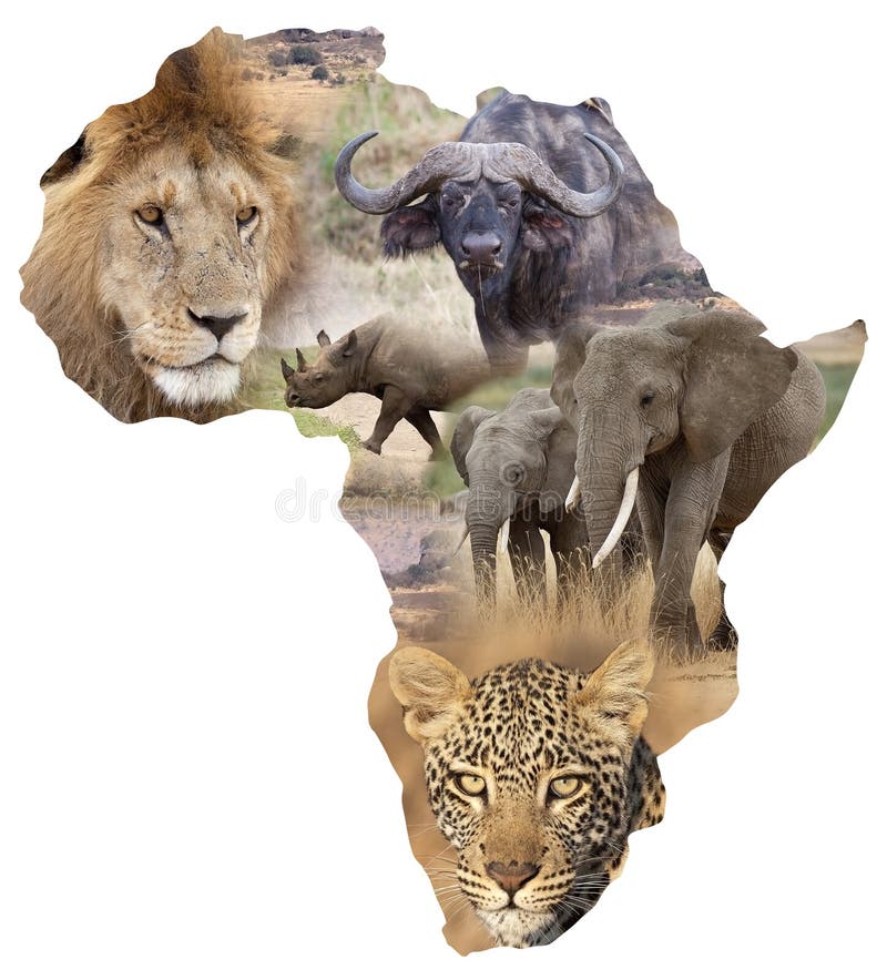 Afrikanischer Hintergrund der wild lebenden Tiere
