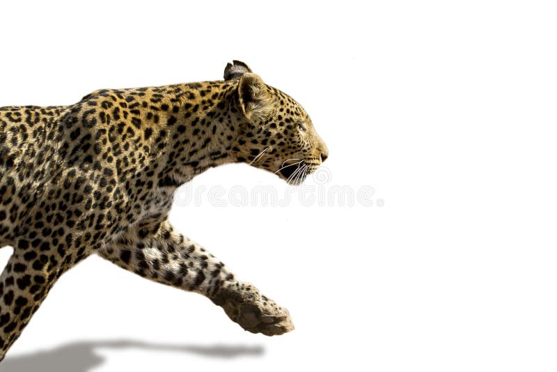 Afrikanischer Leopard (Panthera pardus pardus) stockfoto Afrikanischer Leopard (Panthera pardus pardus) stockfoto