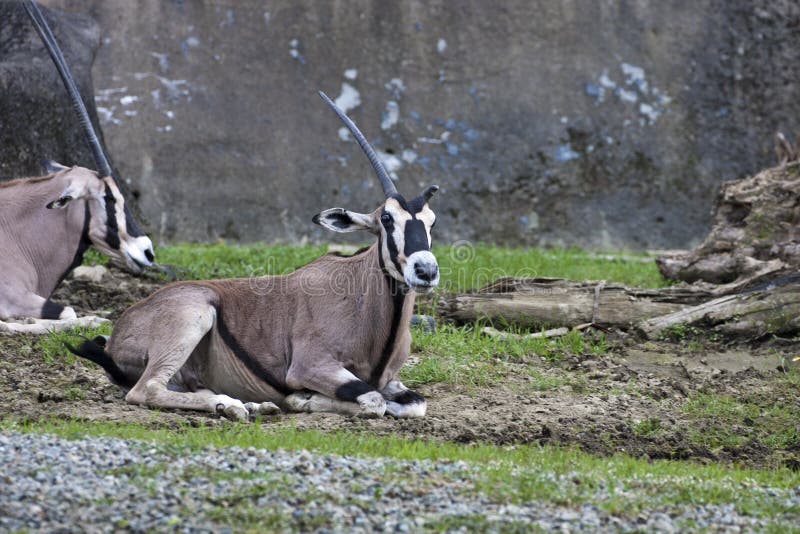 Afrikanischer Ostoryx, Oryx beisa stockfotos Afrikanischer Ostoryx, Oryx beisa stockfotos