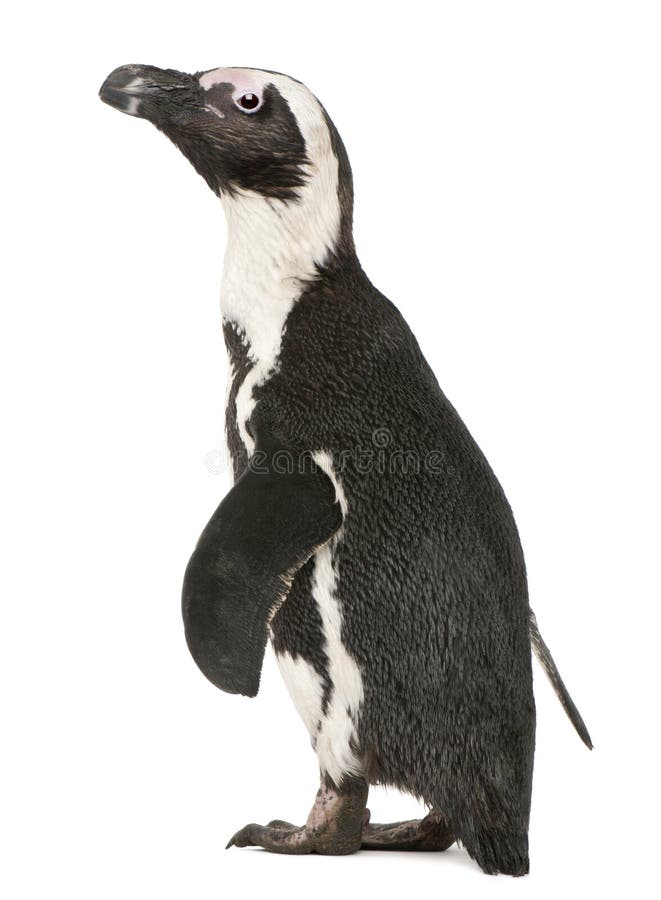 African Penguin, Spheniscus demersus, 10 years old, in front of white background. African Penguin, Spheniscus demersus, 10 years old, in front of white background