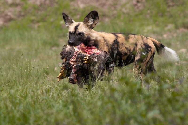 Afrikanischer wilder Hund stockbild. Bild von carnivore 2726057