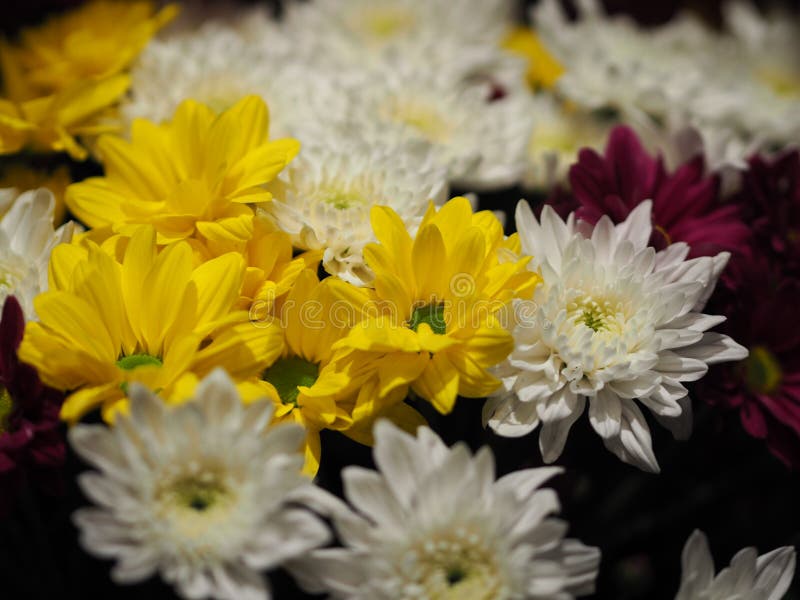 Afrikanisches Gänseblümchen Closeuup, Transvaal-Gänseblümchen, Gerbera veridijolia Rosa-purpurrote gelbe weiße Blume auf schwarze lizenzfreie stockfotos Afrikanisches Gänseblümchen Closeuup, Transvaal-Gänseblümchen, Gerbera veridijolia Rosa-purpurrote gelbe weiße Blume auf schwarze lizenzfreie stockfotos