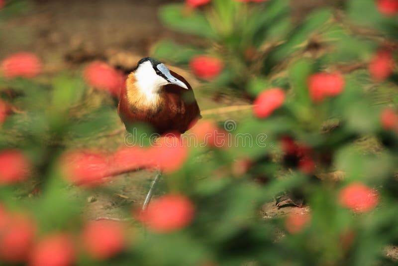Afrikanisches jacana stockfotografie Afrikanisches jacana stockfotografie