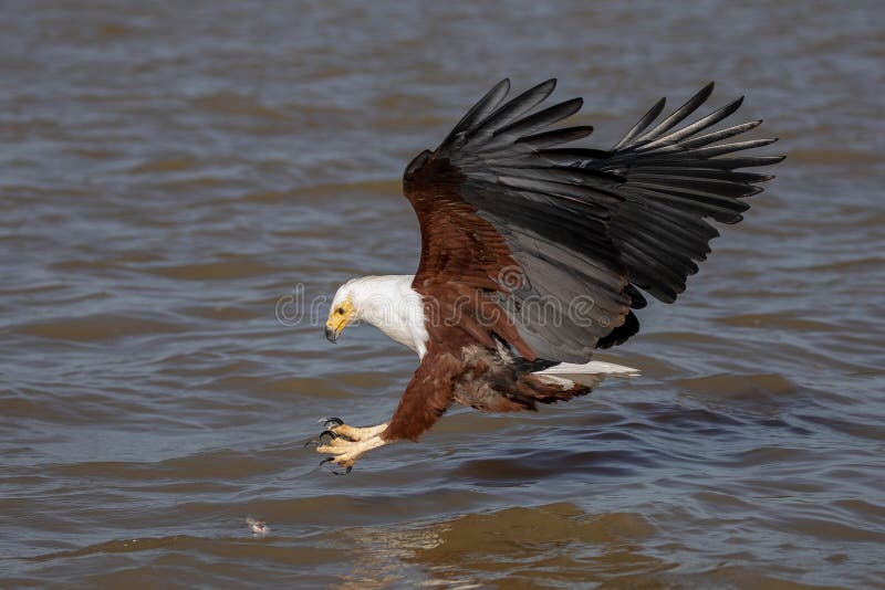 Afrikanisches Meer Eagle, Kenia, Afrika, swooping für einen Fisch
