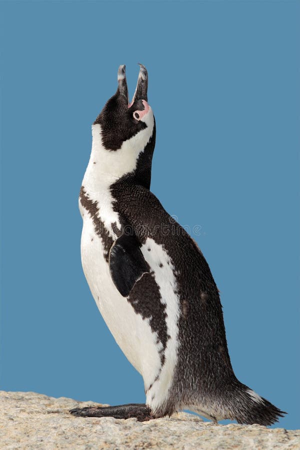 African penguin (Spheniscus demersus) calling during the mating season, Boulders beach, South Africa. African penguin (Spheniscus demersus) calling during the mating season, Boulders beach, South Africa