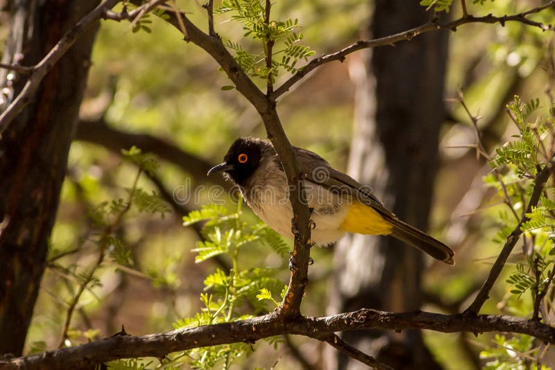 afrikansk bulbul synad red royaltyfri bild afrikansk bulbul synad red royaltyfri bild