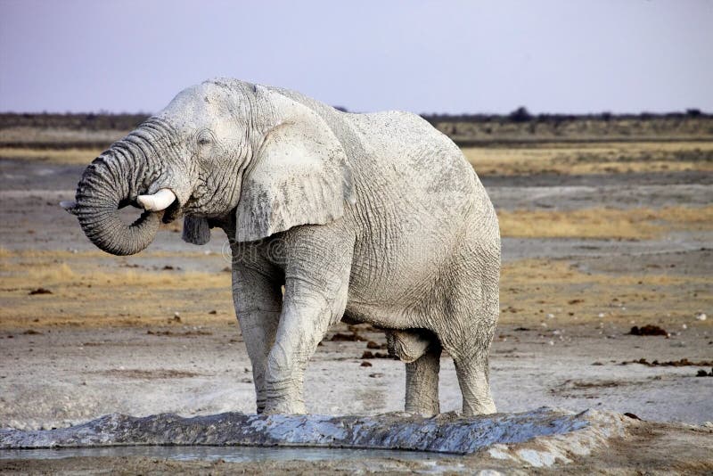 Afrikansk elefant från smutsig vit lera på waterhole, Etosha nationalpark, Namibia fotografering för bildbyråer Afrikansk elefant från smutsig vit lera på waterhole, Etosha nationalpark, Namibia fotografering för bildbyråer
