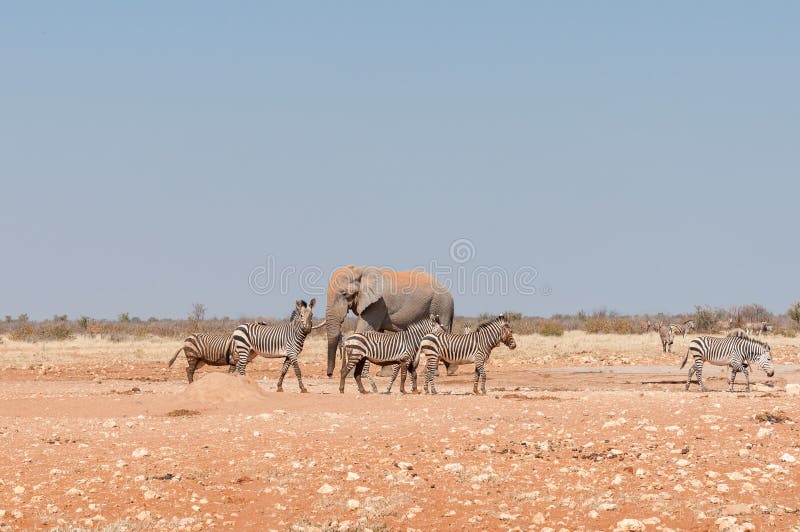Afrikansk elefant och leriga Hartmann Mountain Zebras arkivbilder Afrikansk elefant och leriga Hartmann Mountain Zebras arkivbilder