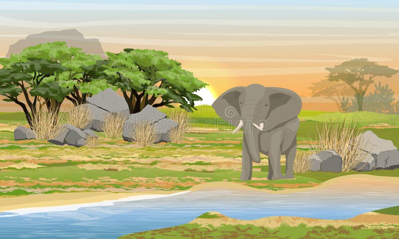 Afrikansk elefant på en brunnsort Savannah, flod, stora stenar, berg och ett akaciaträd vektor illustrationer Afrikansk elefant på en brunnsort Savannah, flod, stora stenar, berg och ett akaciaträd vektor illustrationer