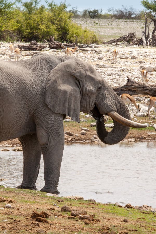 Afrikansk elefant som dricker på en Waterhole, Etosha nationalpark, Namibia arkivbilder Afrikansk elefant som dricker på en Waterhole, Etosha nationalpark, Namibia arkivbilder