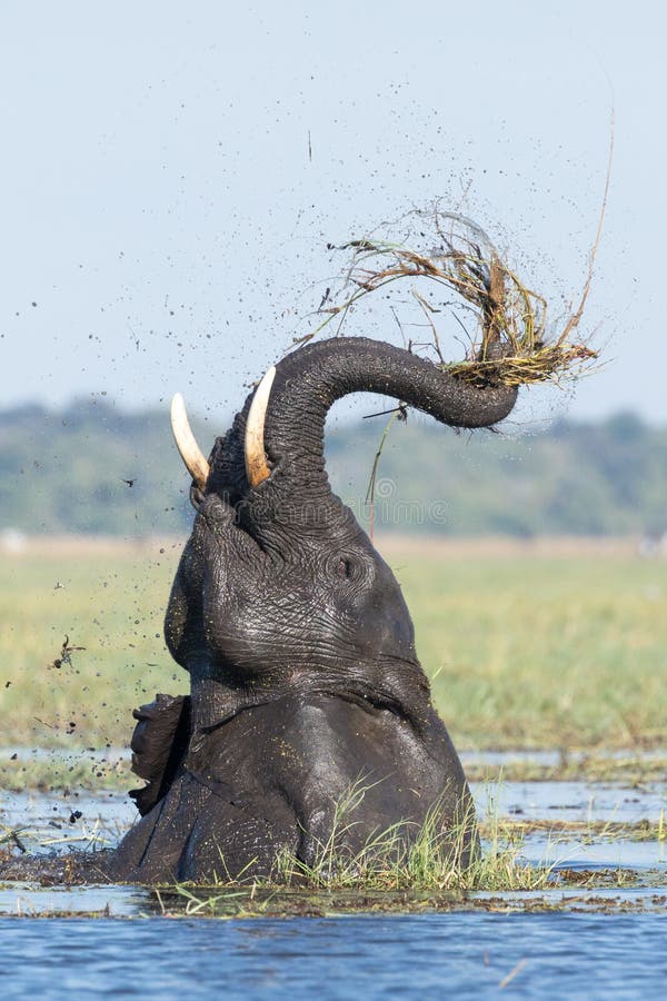 Afrikansk elefant som matar, Chobe flod, Botswana arkivbilder Afrikansk elefant som matar, Chobe flod, Botswana arkivbilder