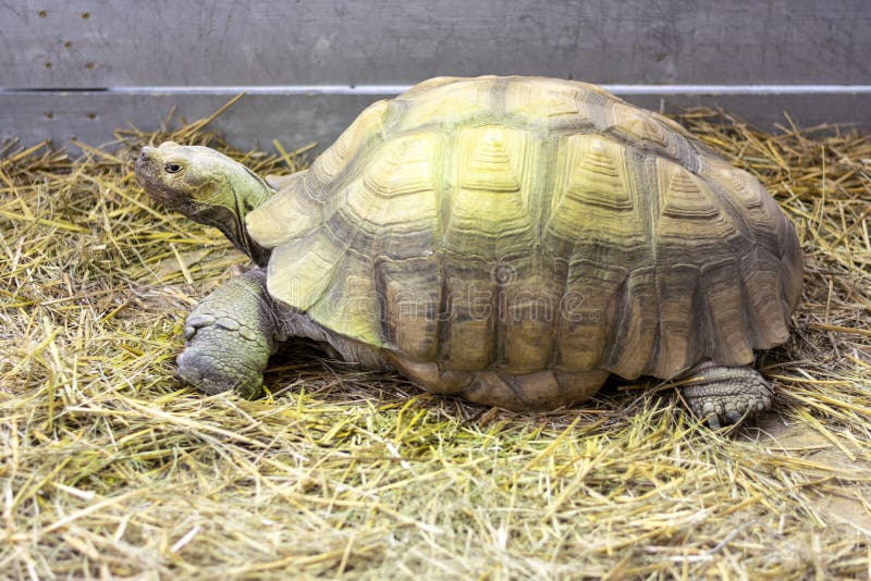 Afrikansk sporrad sköldpadda, Centrochelys Sulcata närbildfoto arkivfoton Afrikansk sporrad sköldpadda, Centrochelys Sulcata närbildfoto arkivfoton