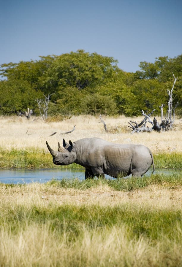 Afrikansk svart utsatt för fara noshörning