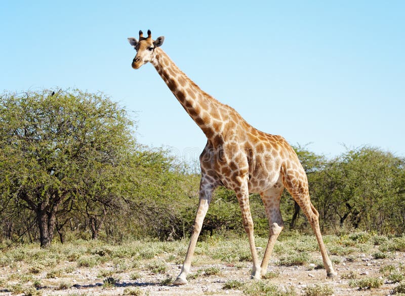 afrikansk wild giraffsavann royaltyfri fotografi afrikansk wild giraffsavann royaltyfri fotografi