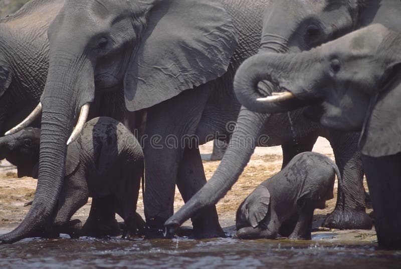 afrikanska elefanter royaltyfri fotografi afrikanska elefanter royaltyfri fotografi