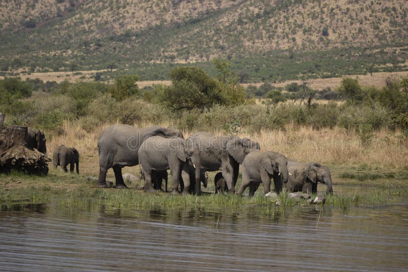 African Elephants breeding herd going to the water. African Elephants breeding herd going to the water