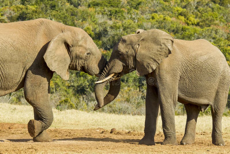 Afrikanska elefanter som skjuter och knuffar på ett vattenhål fotografering för bildbyråer Afrikanska elefanter som skjuter och knuffar på ett vattenhål fotografering för bildbyråer