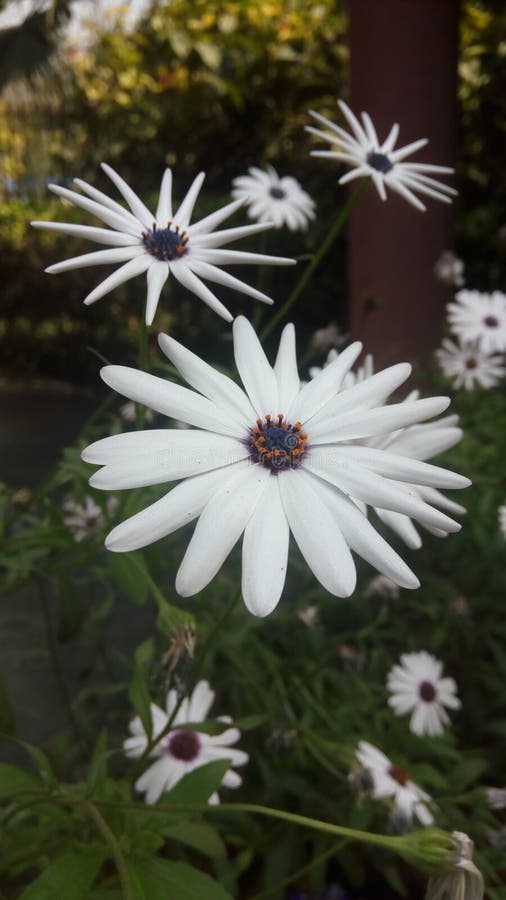 Afrikanska tusenskönor blommar fotografering för bildbyråer Afrikanska tusenskönor blommar fotografering för bildbyråer