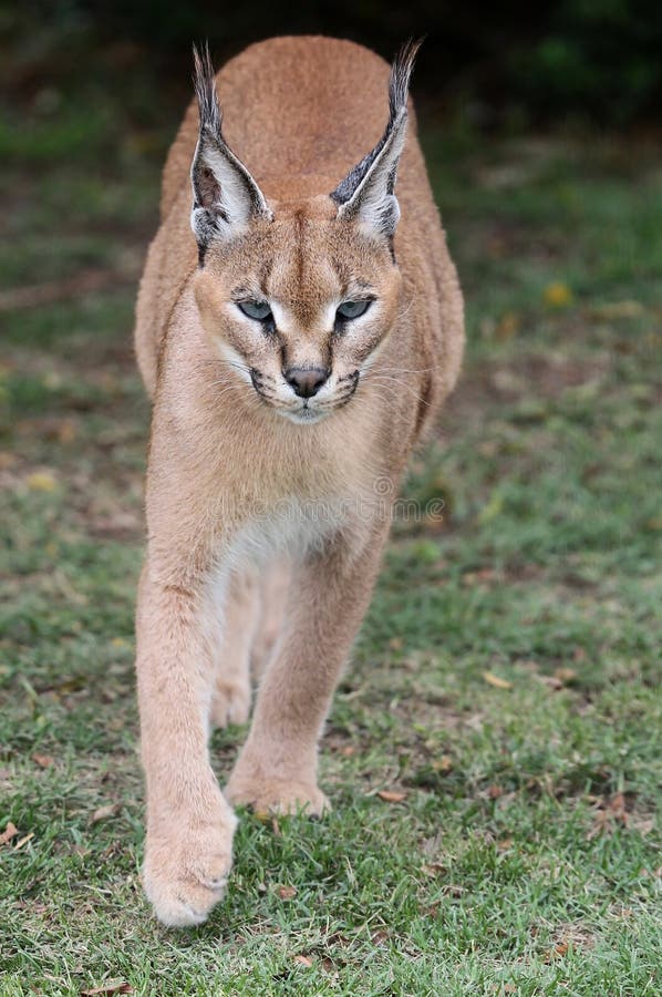 afrikanskt caracal lodjur fotografering för bildbyråer afrikanskt caracal lodjur fotografering för bildbyråer