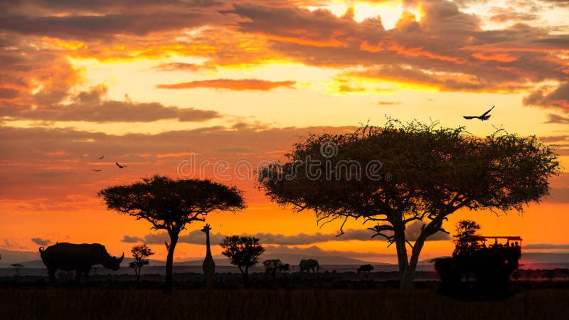 Afrikanskt djurliv Safari Drive på solnedgången fotografering för bildbyråer Afrikanskt djurliv Safari Drive på solnedgången fotografering för bildbyråer