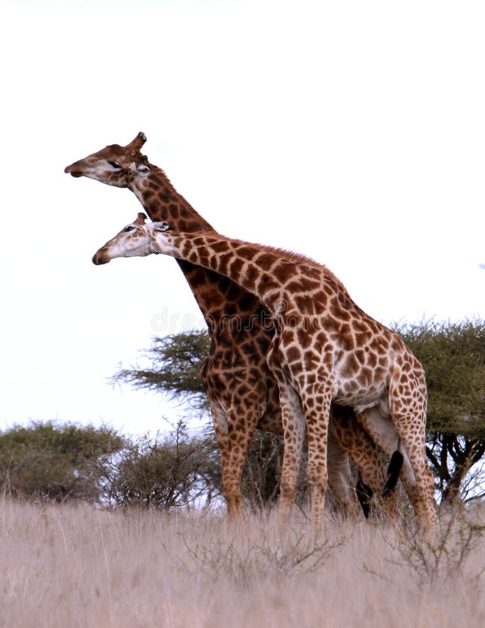 Afrikanskt giraffspelrum