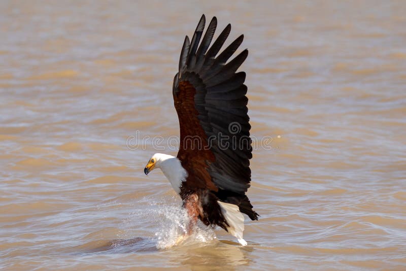 Afrikanskt hav Eagle, Kenya, Afrika arkivfoton Afrikanskt hav Eagle, Kenya, Afrika arkivfoton