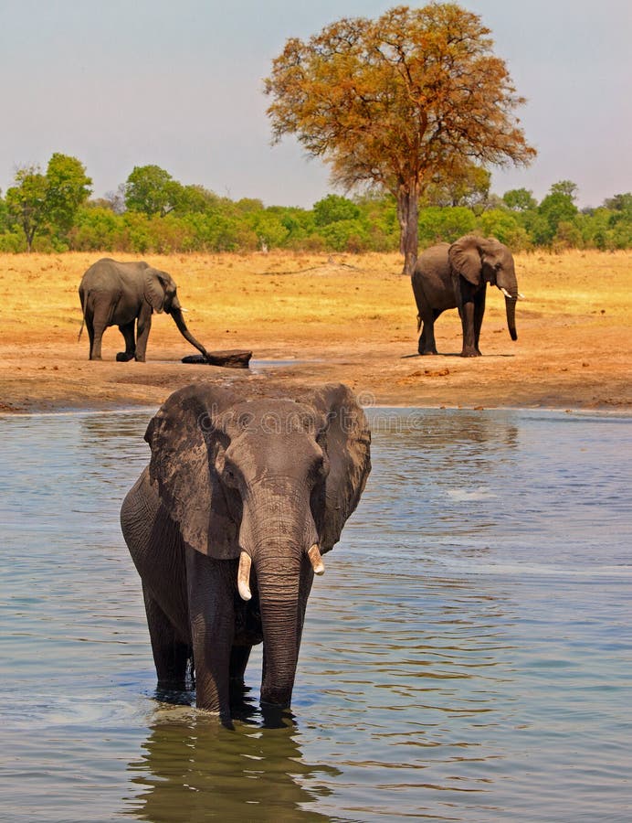 African elephant standing in a waterhole looking directly into camera with two other elephants in the background.  Hwange is going through a bad period of droughts, but fortunately some local lodgess keep the pumps running. Hwange National Park. African elephant standing in a waterhole looking directly into camera with two other elephants in the background.  Hwange is going through a bad period of droughts, but fortunately some local lodgess keep the pumps running. Hwange National Park