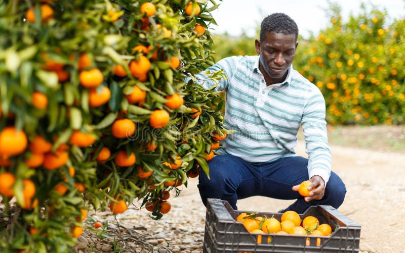 Afro allevatore di mandarini immagini stock libere da diritti